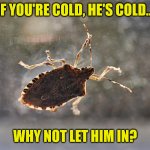 If you're cold, he's cold... | IF YOU'RE COLD, HE'S COLD... WHY NOT LET HIM IN? | image tagged in stinkbug,cold,stink,bugs,winter | made w/ Imgflip meme maker