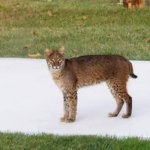 Here Kitty