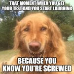 Tests in a nutshell (Low IQ moment) | THAT MOMENT WHEN YOU GET YOUR TEST AND YOU START LAUGHING; BECAUSE YOU KNOW YOU'RE SCREWED | image tagged in awkward laugh dog | made w/ Imgflip meme maker