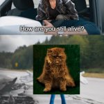 Katniss wondering how Buttercup is still alive after District 12 be like | image tagged in sonic how are you still alive,hunger games,katniss everdeen,cat,the hunger games,meme | made w/ Imgflip meme maker