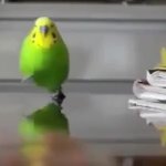 bird running from explosion GIF Template