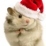Hamster Holiday meme