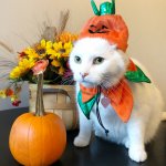 Halloween cat