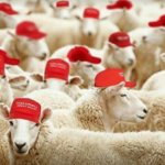 Trump sheeple