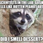Racoon Problems | SCIENTISTS IN THE LAB: GOSH! SMELLS LIKE ROTTEN PEANUT BUTTER; DID I SMELL DESSERT? | image tagged in racoon problems | made w/ Imgflip meme maker