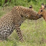 Leopard Antilope