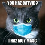 catvid cat | YOU HAZ CATVID? I HAZ MUY MASC | image tagged in catvid cat | made w/ Imgflip meme maker
