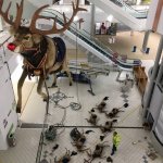 fallen reindeer
