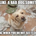 Bad dog | I AM LIKE  A BAD DOG SOMETIMES; I STRIKE WHEN YOU DO NOT SEE IT COMING | image tagged in bad dog | made w/ Imgflip meme maker