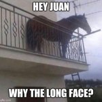 Juan the Horse with the Long Face | HEY JUAN; WHY THE LONG FACE? | image tagged in juan | made w/ Imgflip meme maker