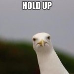 Hol up | HOLD UP | image tagged in cheeky gull | made w/ Imgflip meme maker