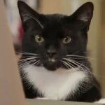 typing cat GIF Template