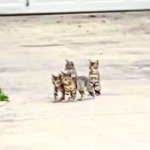 Kittens on patrol! meme