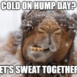 sweat camel | COLD ON HUMP DAY? LET'S SWEAT TOGETHER! | image tagged in freezing hump day camel | made w/ Imgflip meme maker