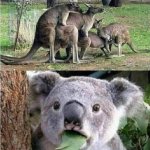 Koala Kangaroo Gangbang