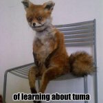 fox | day five; of learning about tuma | image tagged in tired fox | made w/ Imgflip meme maker