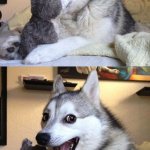 Husky Dog Surprised | ONCE A MAN ASSAULTED ME WITH MILK, CHEESE AND BUTTER; HOW DAIRY | image tagged in husky dog surprised | made w/ Imgflip meme maker