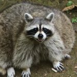 Fat raccoon