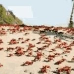 Crab Rave Animated meme