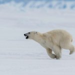 Polar bear runnnn