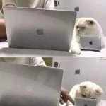 Gato laptop