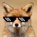 Cool Fox