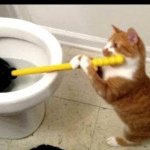 cat using a toilet plunger