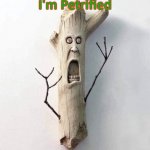 Petrified Wood | I'm Petrified | image tagged in petrified wood | made w/ Imgflip meme maker