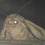 Moths be like | WHEN YOU TURN A SINGLE LAMP ON; ALLOW ME TO INTRODUCE MYSELF | image tagged in moth | made w/ Imgflip meme maker