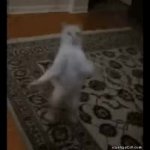 Dancing Cat GIF Template