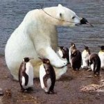 Polar bear is in disguise