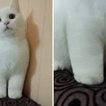 chonky cat cankles