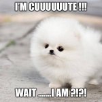 Dog | I’M CUUUUUUTE !!! WAIT .......I AM ?!?! | image tagged in dog | made w/ Imgflip meme maker