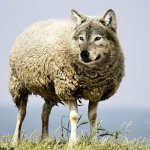 wolf in sheep's clothing