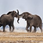 Elephant fight GOP Republicans