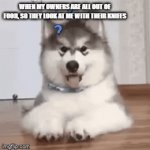 Hey, don't look at me! | WHEN MY OWNERS ARE ALL OUT OF FOOD, SO THEY LOOK AT ME WITH THEIR KNIFES | image tagged in gifs,funny | made w/ Imgflip video-to-gif maker