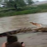 opposite croc