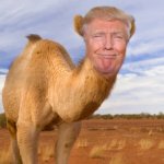 Trump Camel Saudi Arabia has no extradition with the U.S. meme