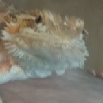 Barti, The Bearded Dragon