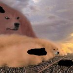 dust storm dog