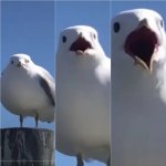Increasing Surprised Seagull