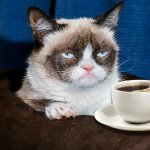 Grumpy Cat Coffee Cup meme