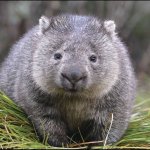 Wombat meme