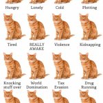 Grid Of Cats