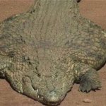 coccodrillo