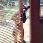 Bear at door | COULD I BORROW; A CUP OF HONEY? | image tagged in bear at door | made w/ Imgflip meme maker