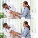 Vet + Cat + Lady x12 Panels meme