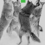 Wolves Upvote