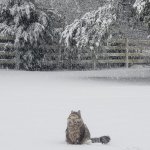 Chonk in snow
