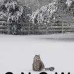 just chonkin' it up in a snowstorm | C H O N K  I N; S N O W | image tagged in chonk in snow,snowstorm,snow,cat,fat cat,snow day | made w/ Imgflip meme maker